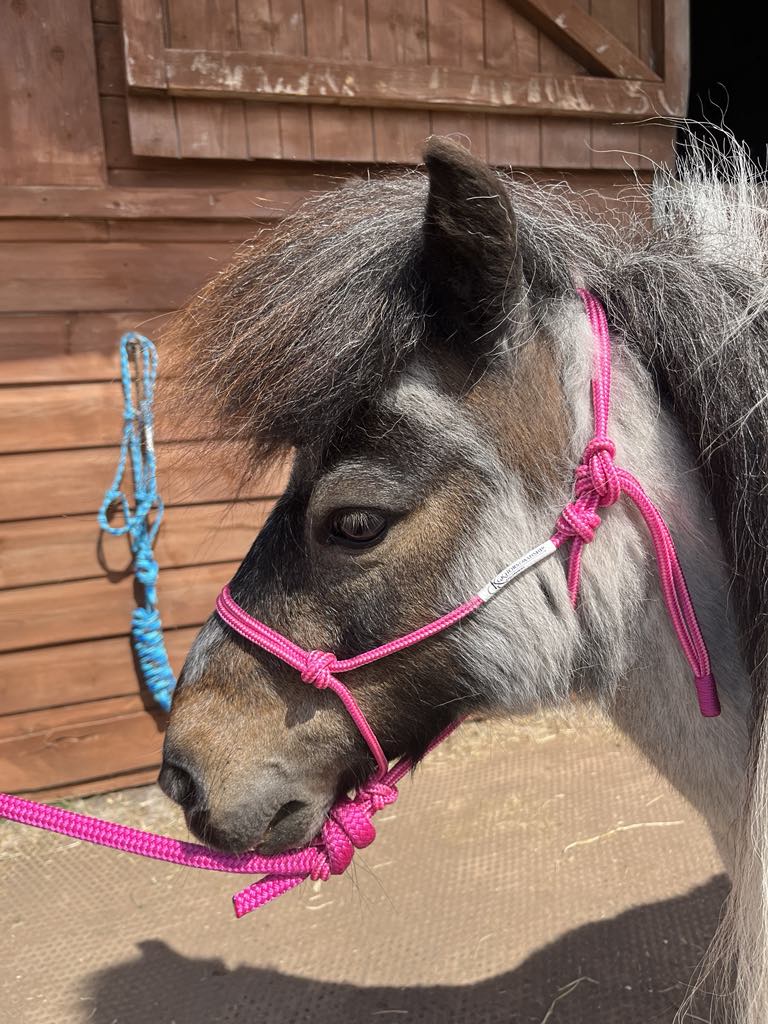Clearance - Mini Range Soft Rope Halters