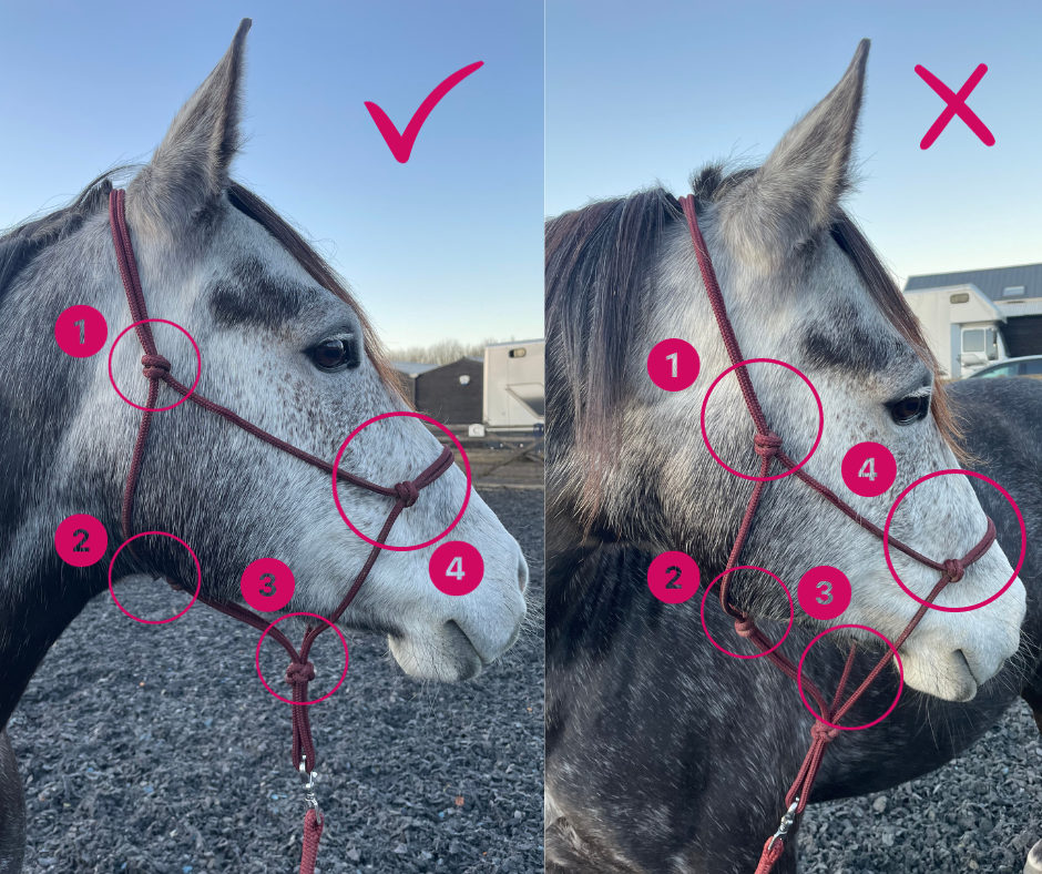 GKH Mini Halter Collection