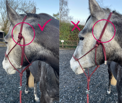 GKH Mini Halter Collection