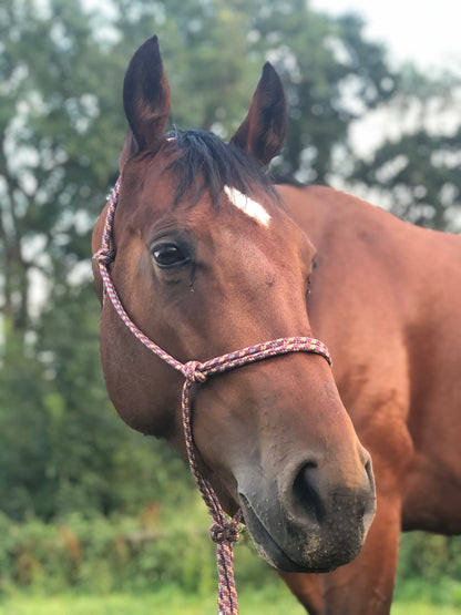 Clearance - 8mm Standard Soft Rope Halters