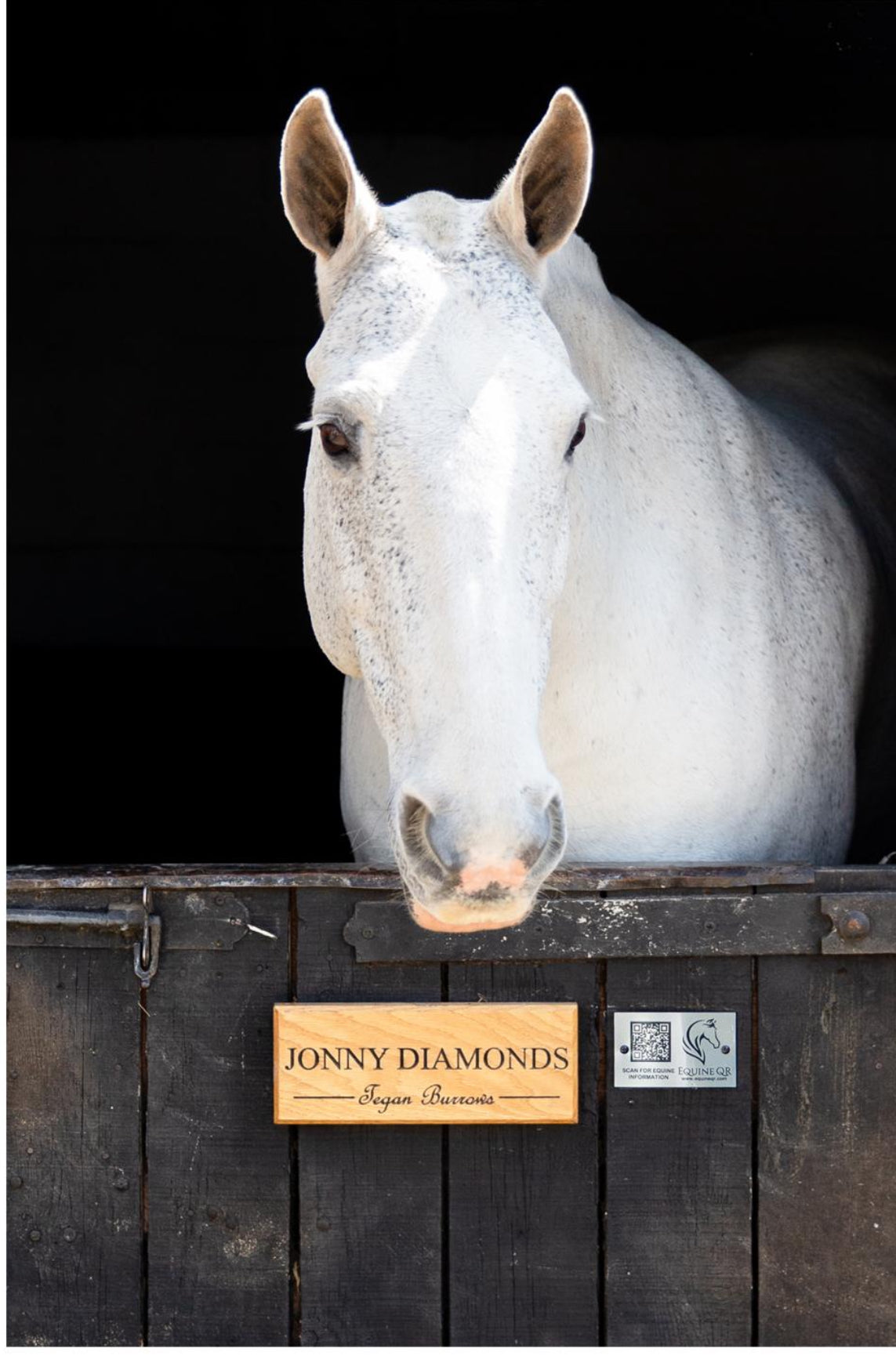 Equine QR Mount