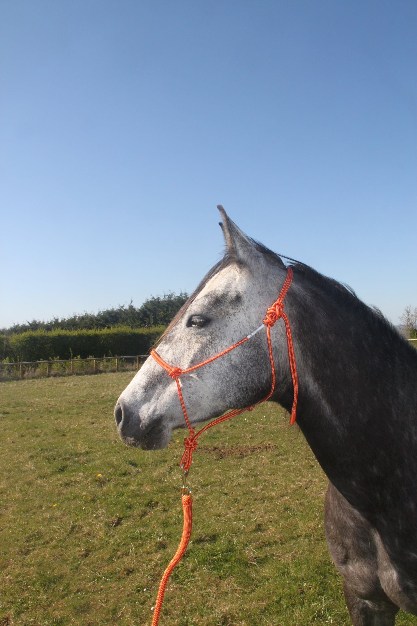 GKH Professional Stiff Rope Halter