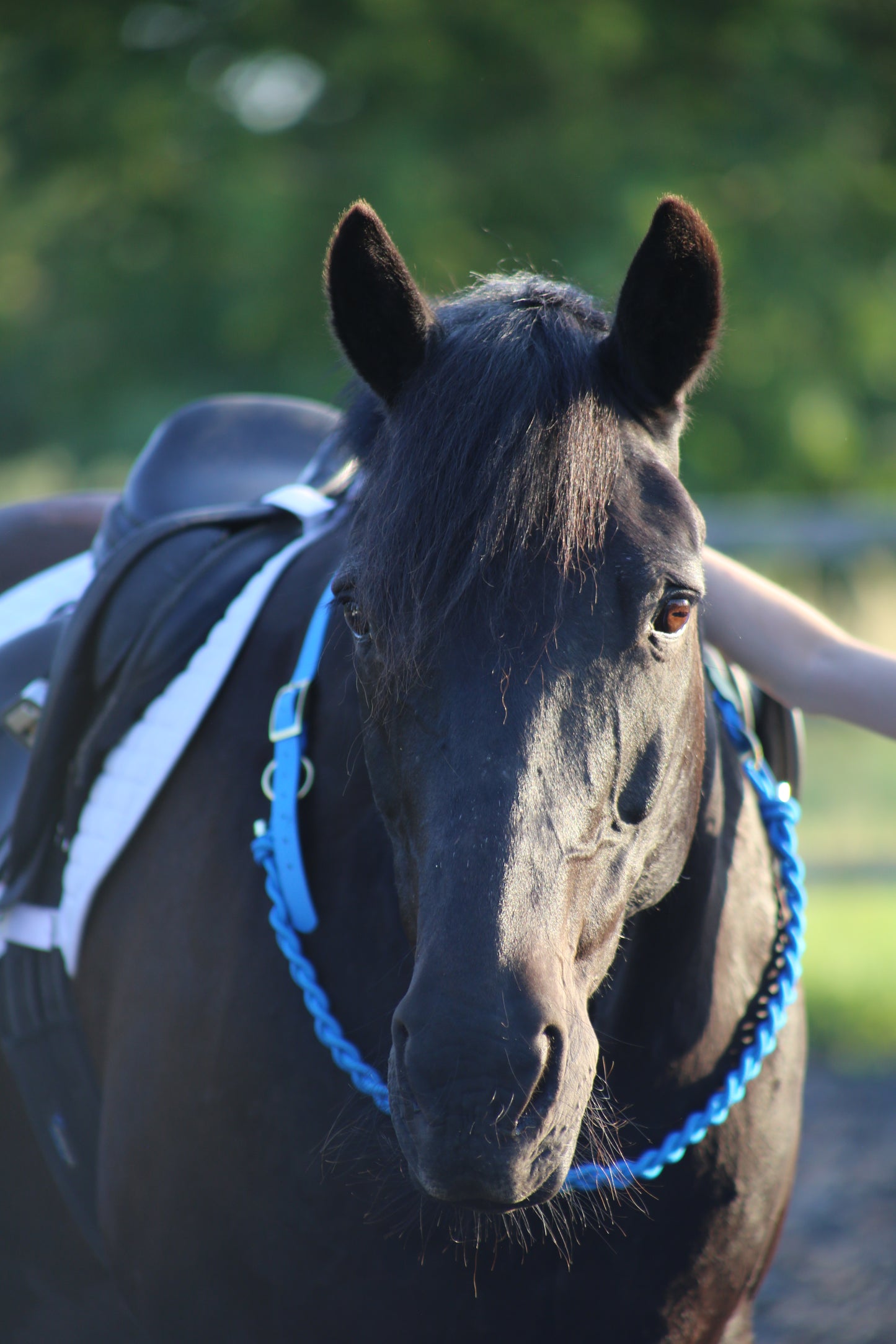 Thea Equestrian Affinity Neckrope