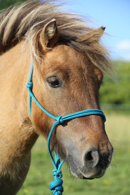 GKH Mini Range Rope Halters